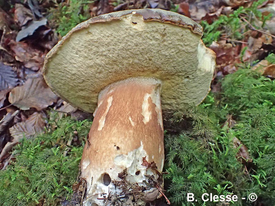 Boletus aereus